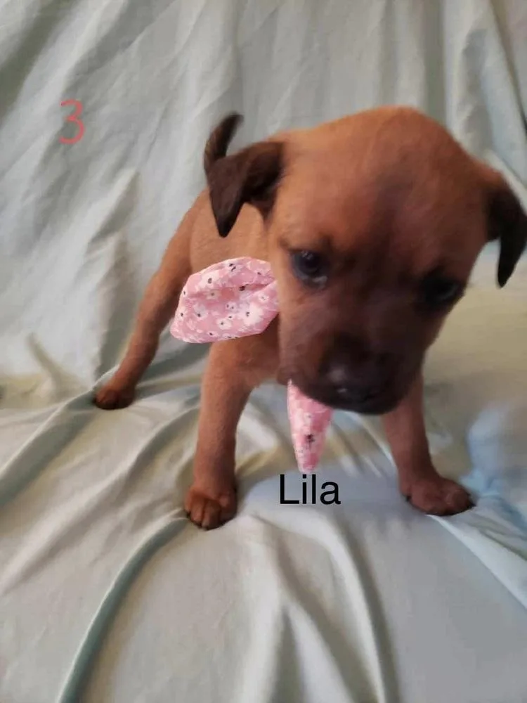 Lila