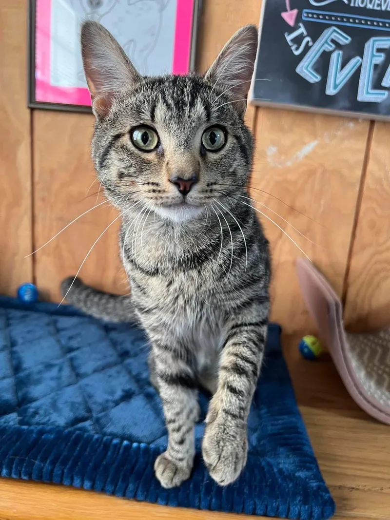 A young medium-sized male Domestic Short Hair cat named Vincent for adoption in Sullivan, MO