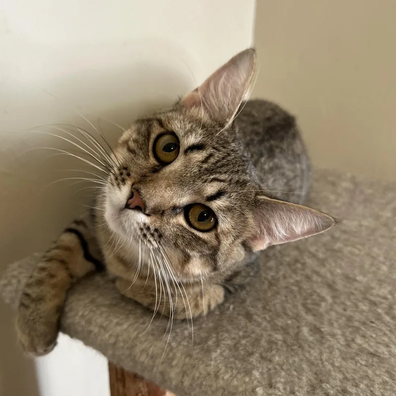 A baby medium-sized female Tabby (Brown / Chocolate) Domestic Short Hair cat named Cinnamon for adoption in Columbus , OH