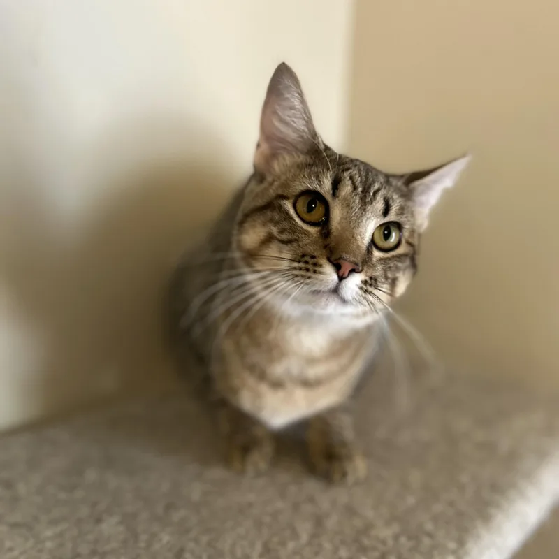 Cinnamon thumbnail 2