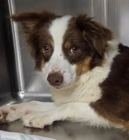 A young medium-sized female Australian Shepherd dog named Bunny for adoption in Kinzers , PA