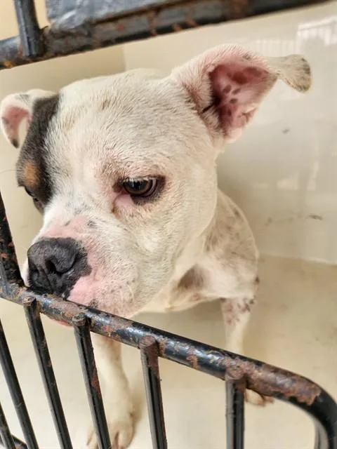 An adult medium-sized female Pit Bull Terrier dog named Inez for adoption in Huntsville, AL