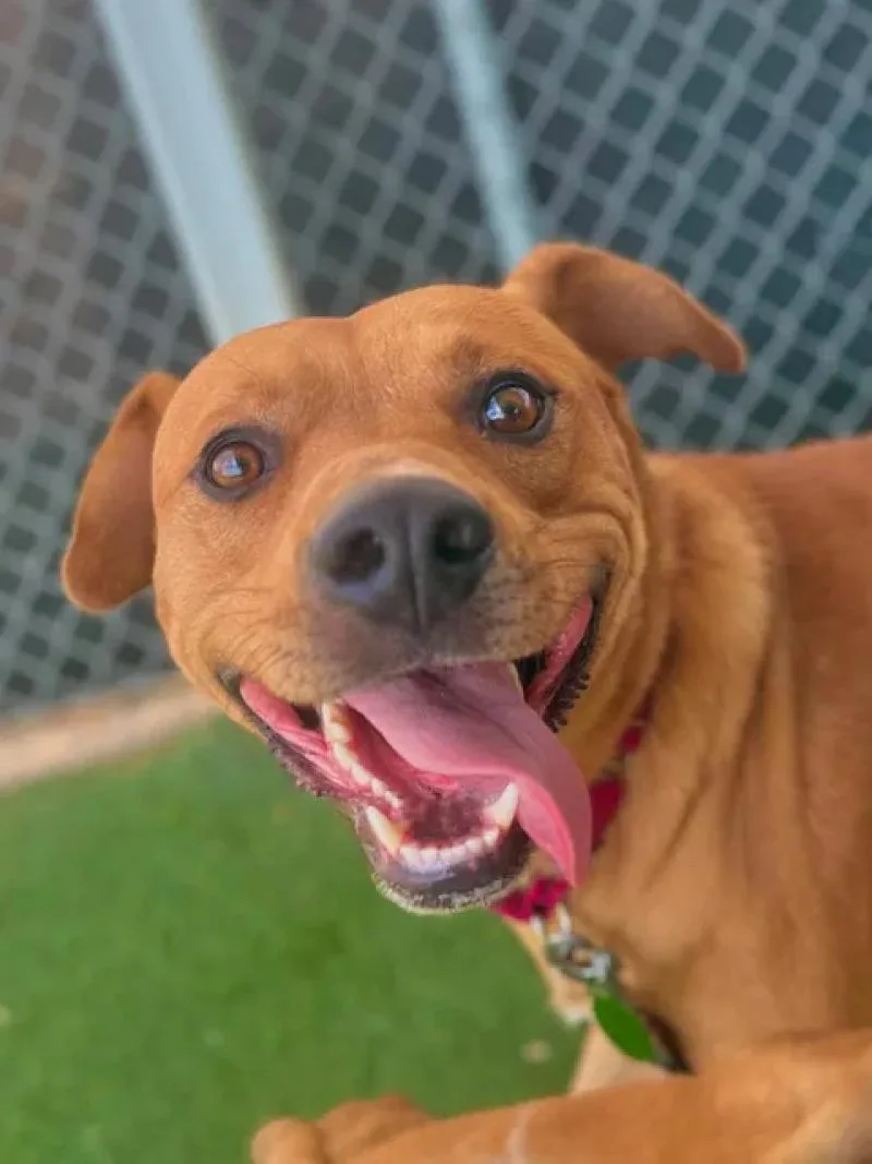 An adult medium-sized male Red / Chestnut / Orange Labrador Retriever dog named Rust for adoption in Fruit Heights, UT