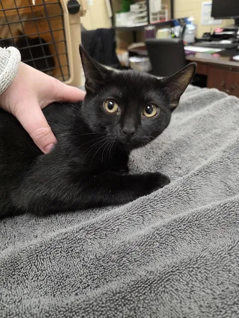 A baby small-sized female Domestic Short Hair cat named Bristol for adoption in Aliquippa, PA