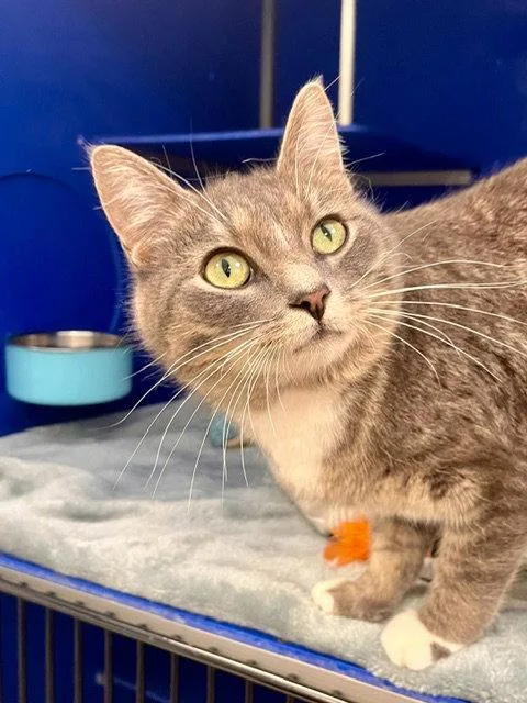 An adult medium-sized female Domestic Short Hair cat named Ghost for adoption in Webster, WI