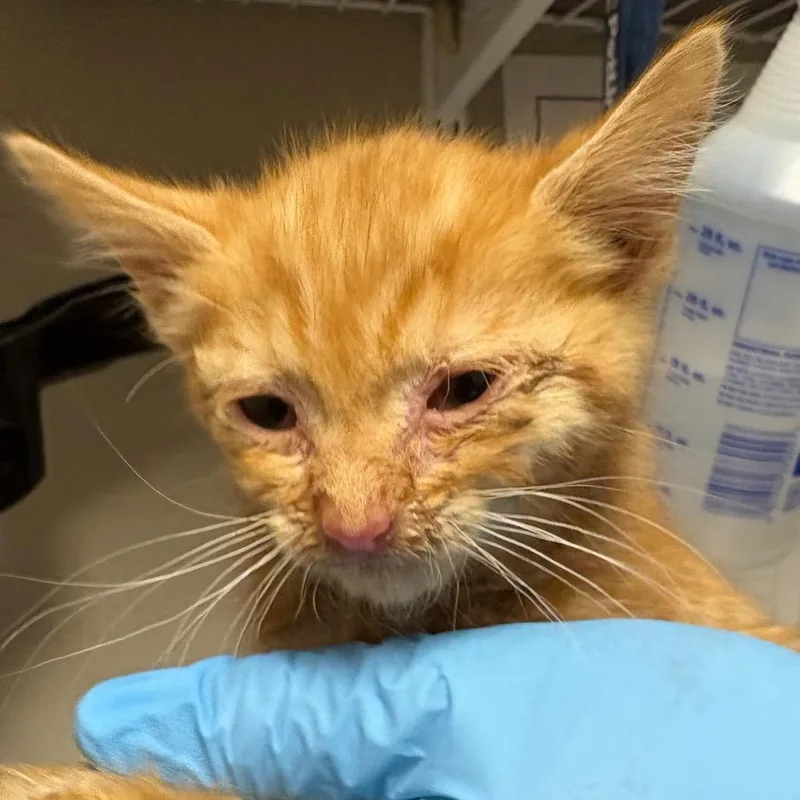 A baby small-sized female Orange / Red Domestic Short Hair cat named Izzy for adoption in Yuma, AZ