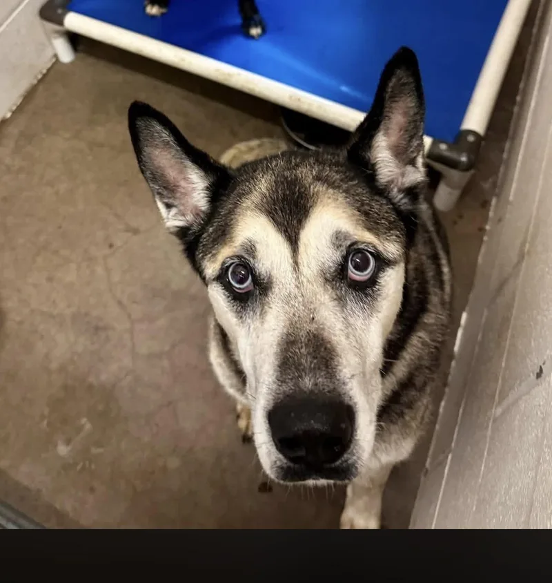 An adult large-sized male Black Husky dog named Liam for adoption in Sherman, TX