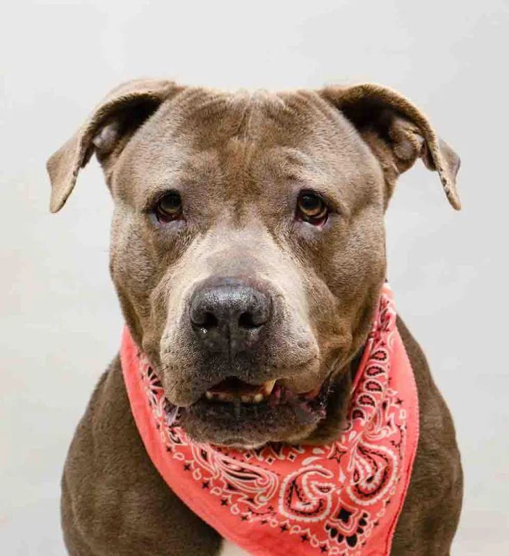 An adult large-sized female Gray / Blue / Silver Terrier dog named Nina for adoption in Sanford, FL