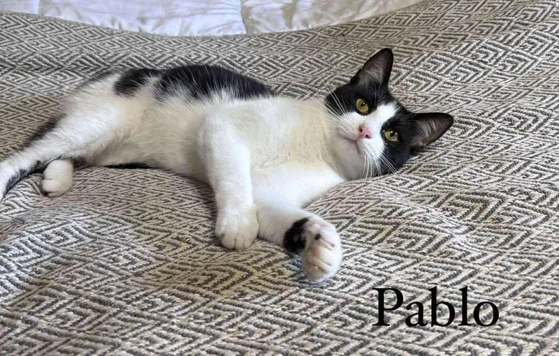 A baby small-sized male Domestic Short Hair cat named Pablo for adoption in Groveland, MA