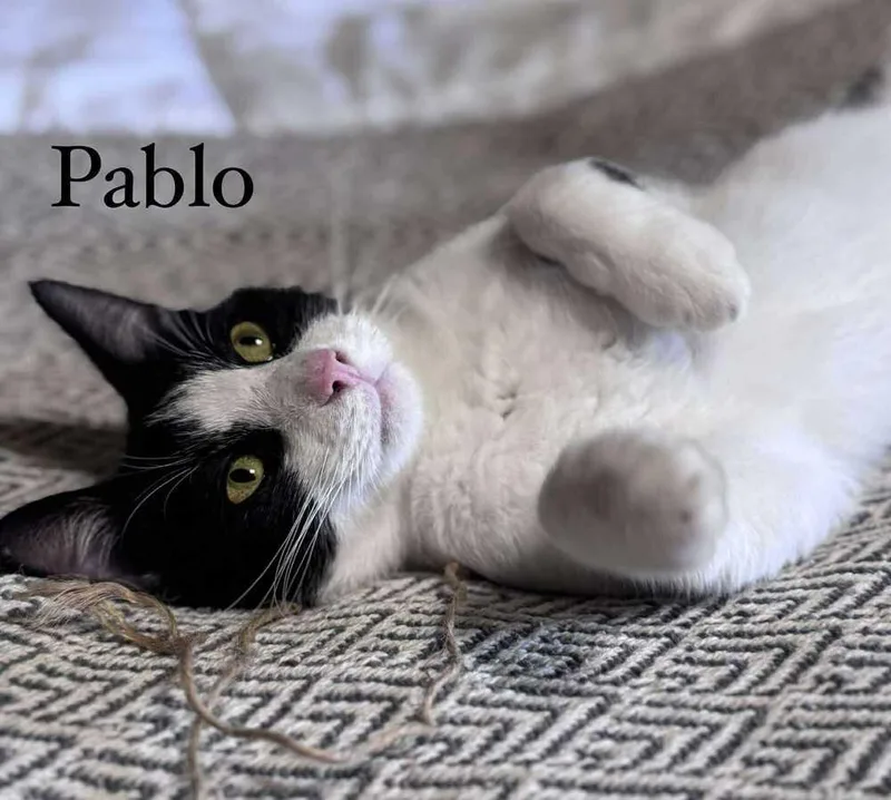 Pablo thumbnail 2