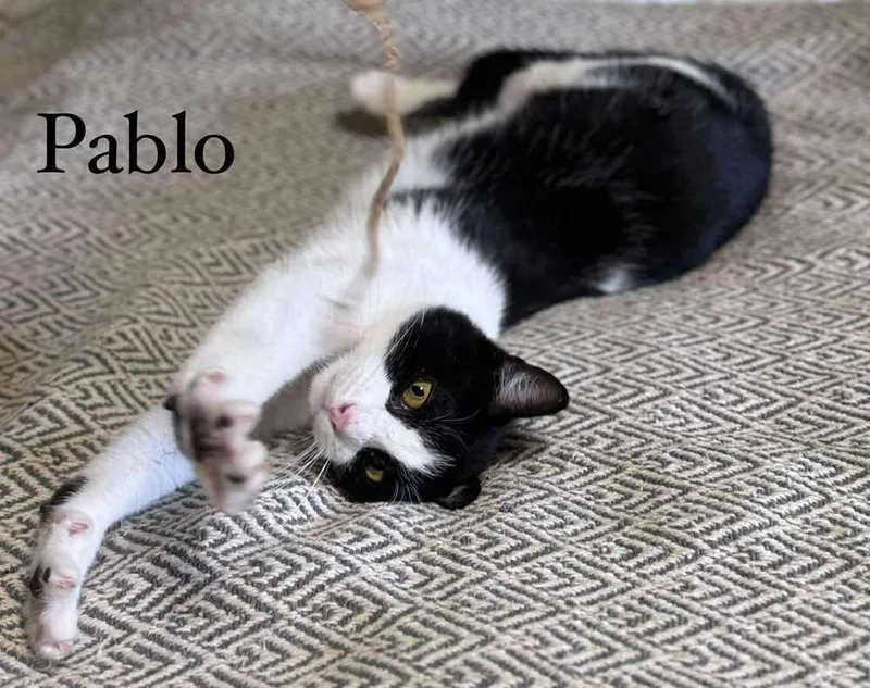 Pablo thumbnail 3
