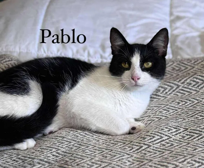 Pablo thumbnail 4