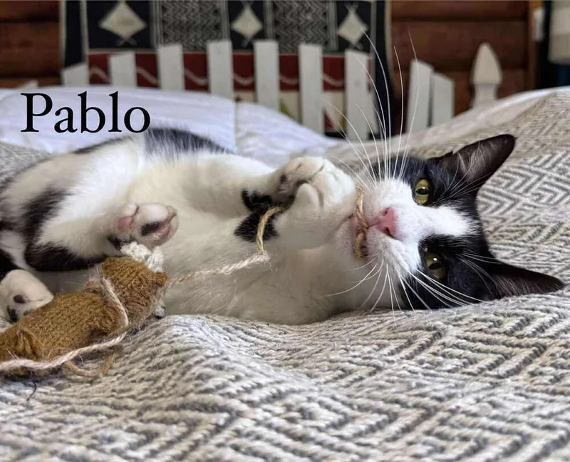 Pablo thumbnail 5
