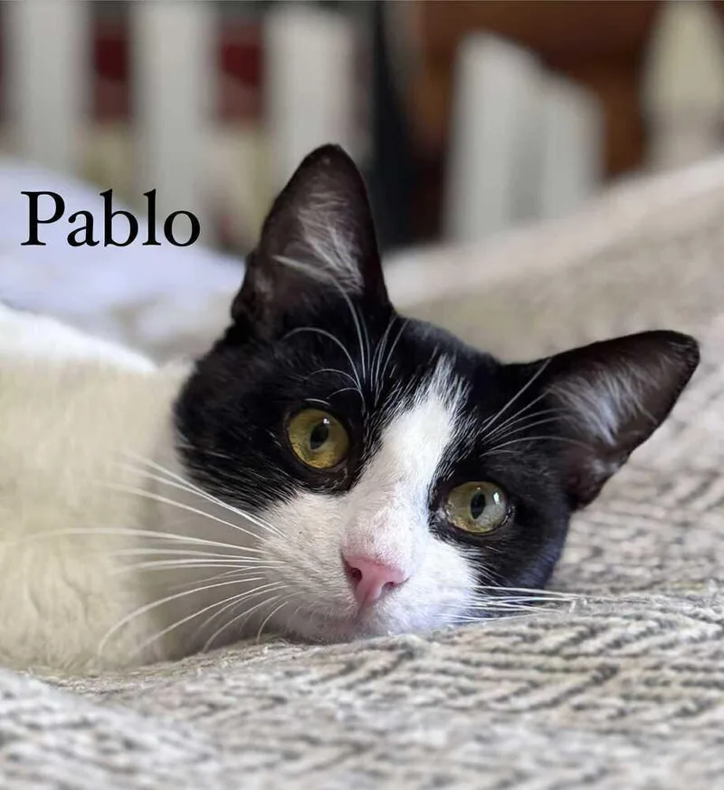 Pablo thumbnail 6