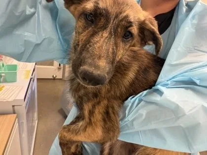 A baby medium-sized male Mixed Breed dog named Peanut Man for adoption in Fresno, CA