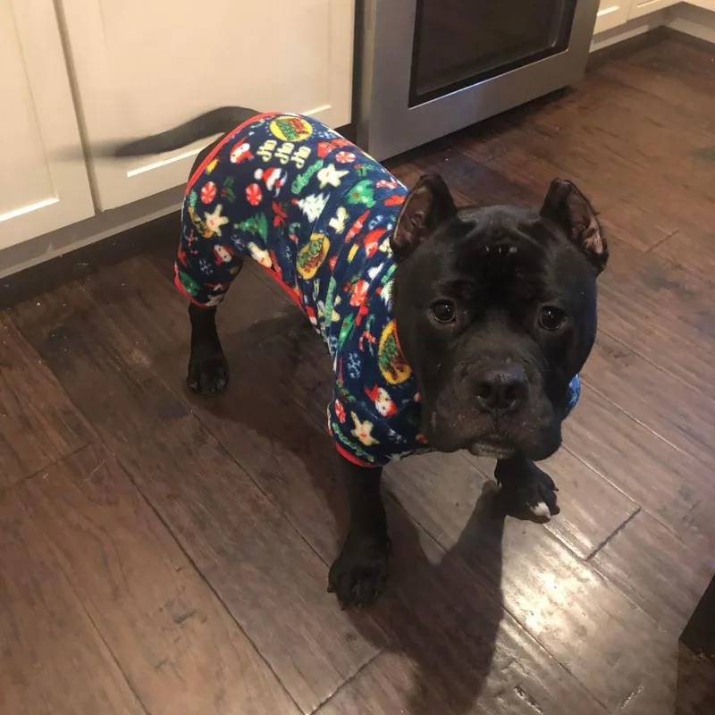 Kong Aka Shorty thumbnail 2