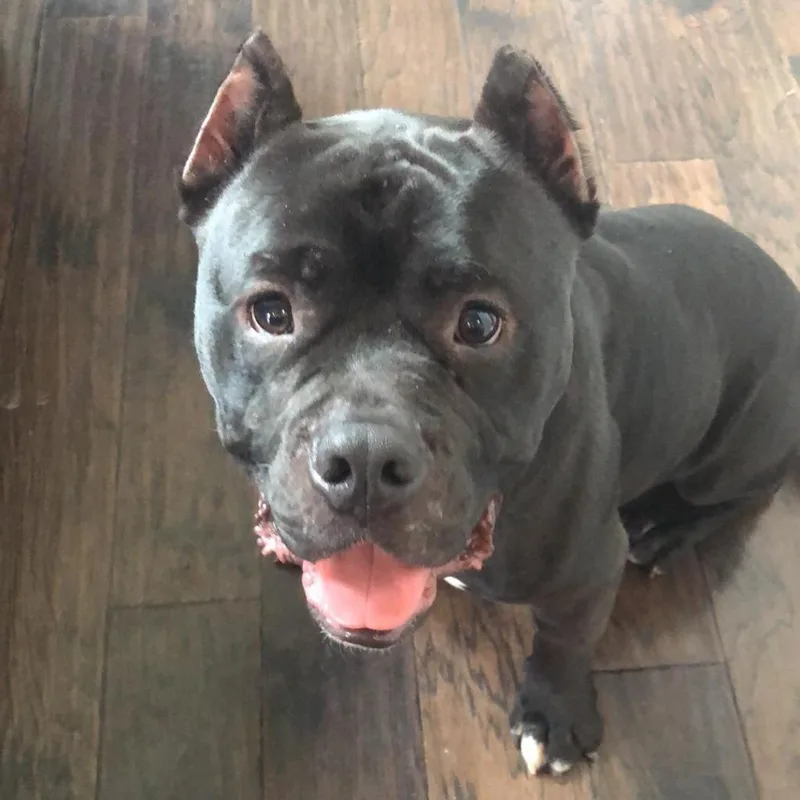 Kong Aka Shorty thumbnail 4