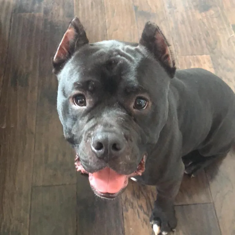 Kong Aka Shorty thumbnail 5