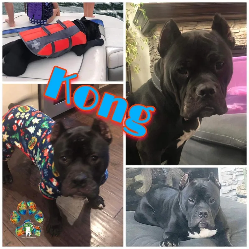 Kong Aka Shorty thumbnail 6