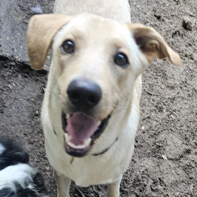 An adult medium-sized male Yellow / Tan / Blond / Fawn Yellow Labrador Retriever dog named Clive for adoption in Melrose, FL