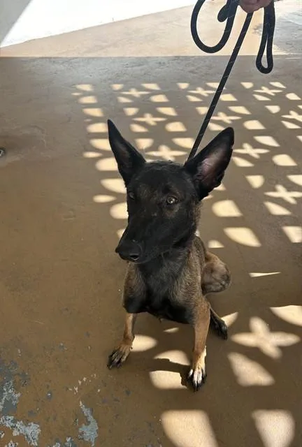 A young large-sized female Belgian Shepherd / Malinois dog named Bloom for adoption in Miami, FL