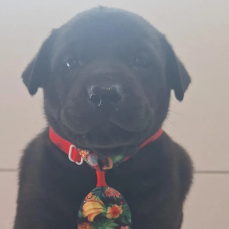 Prince Aladin "disney Litter" thumbnail 2