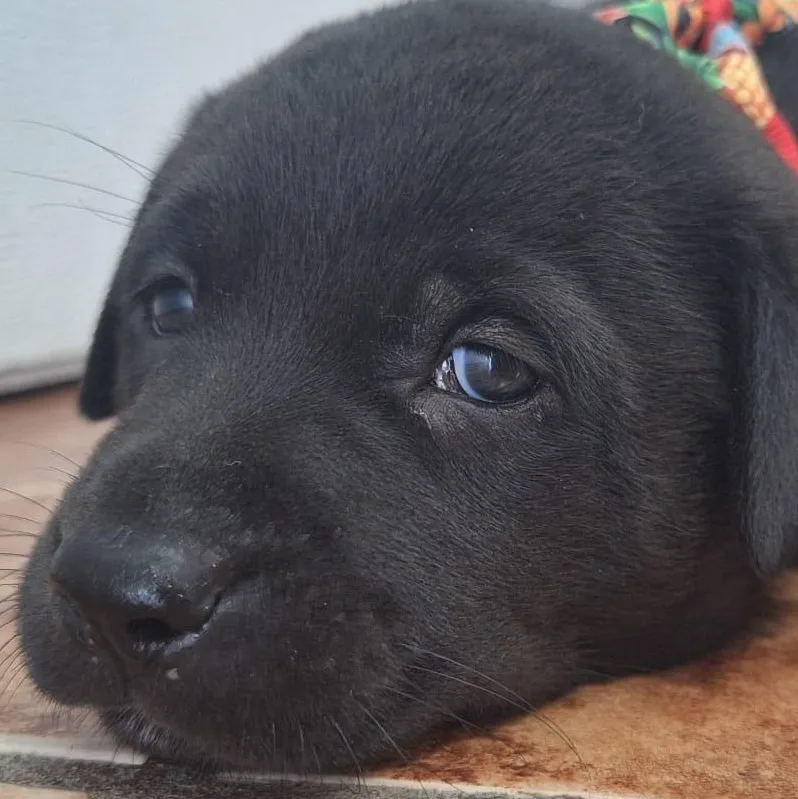 A baby medium-sized male White / Cream Labrador Retriever dog named Prince Aladin "disney Litter" for adoption in New York, NY