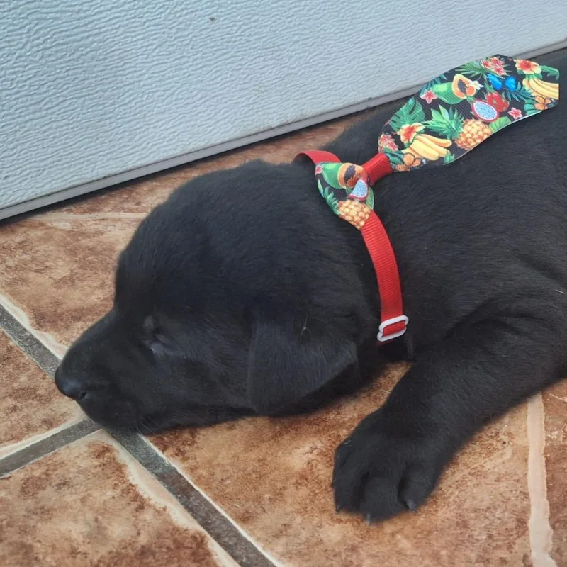 Prince Aladin "disney Litter" thumbnail 3