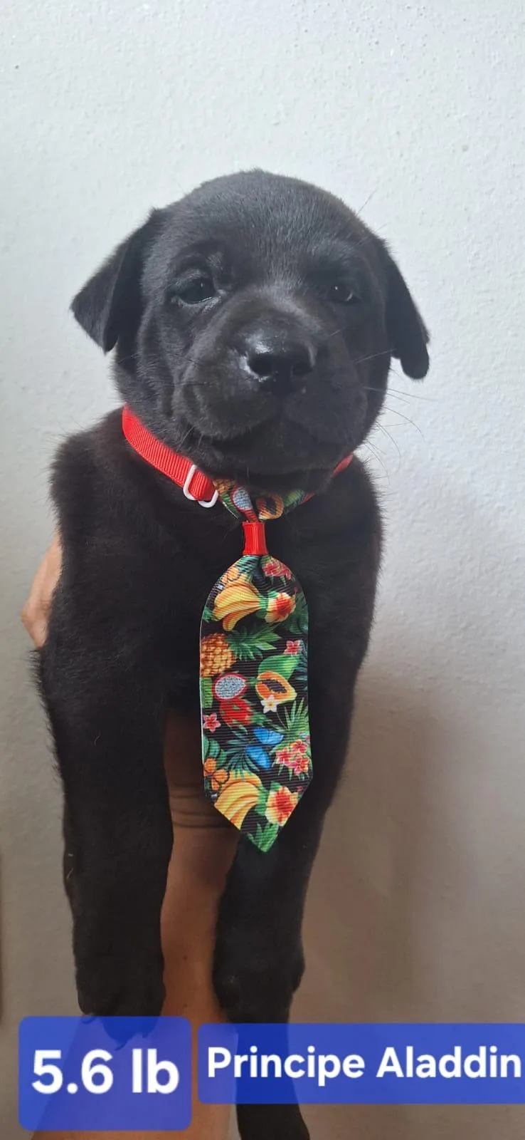 Prince Aladin "disney Litter" thumbnail 4