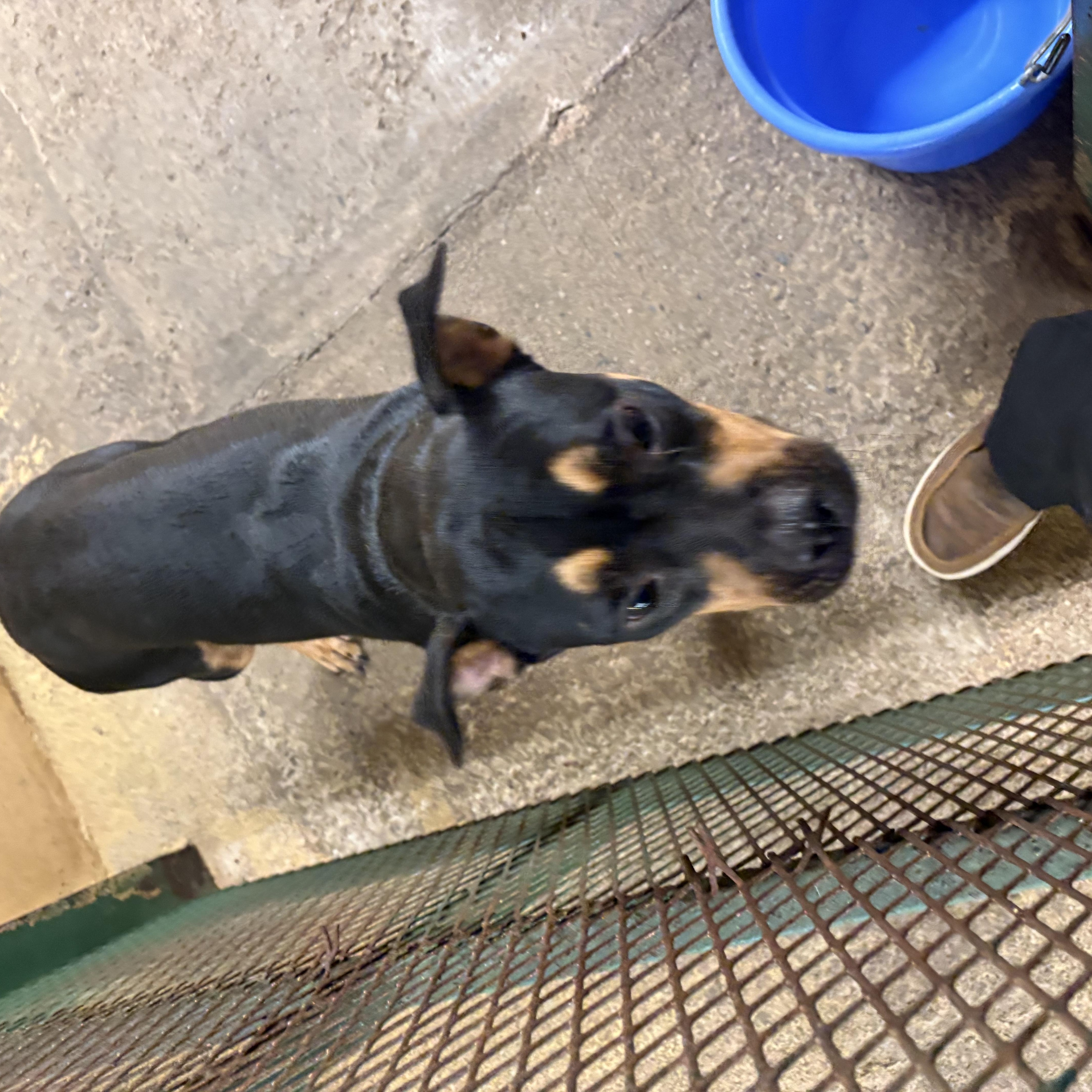 A young medium-sized female Bicolor American Bully dog named Luna for adoption in Monticello, GA