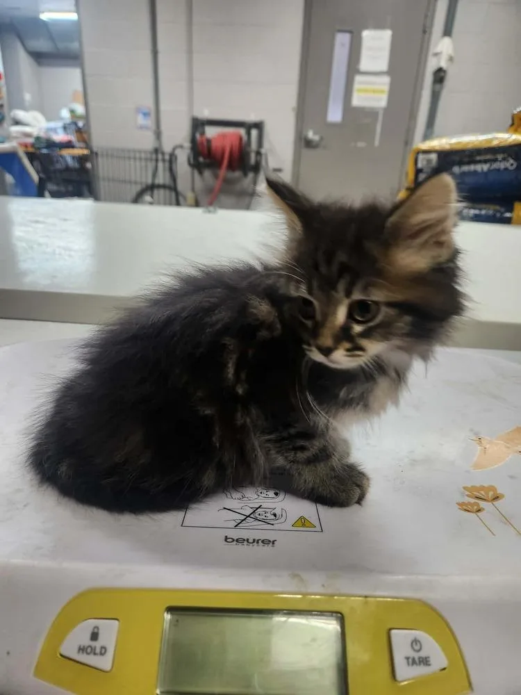 A young small-sized female Domestic Medium Hair cat named Tessa for adoption in Lexington, TN