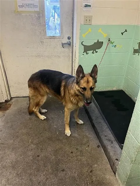 An adult large-sized male German Shepherd Dog dog named Wesker for adoption in Sacramento, CA
