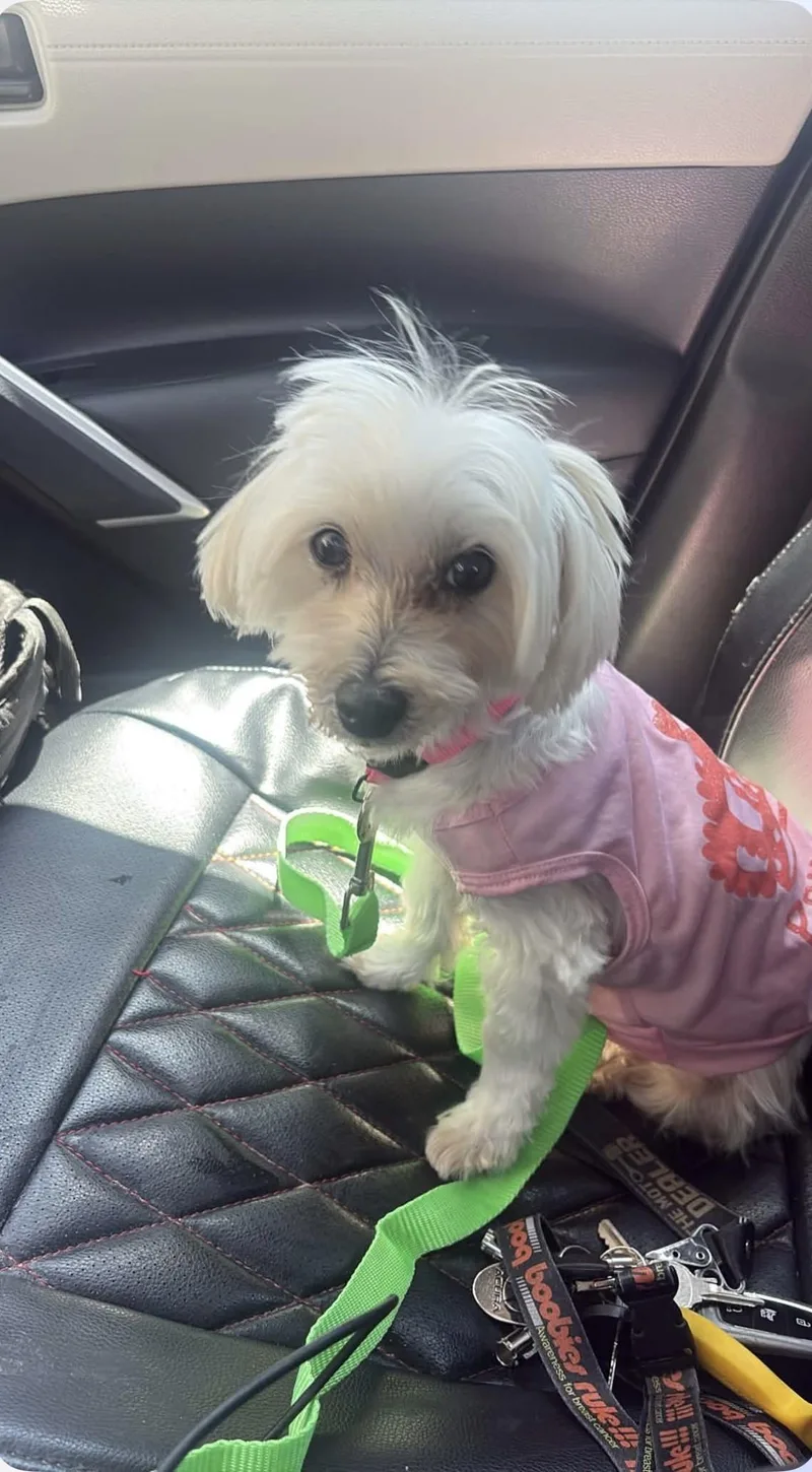 A senior small-sized female White / Cream Maltese dog named Lulu Maltese for adoption in Sarasota, FL