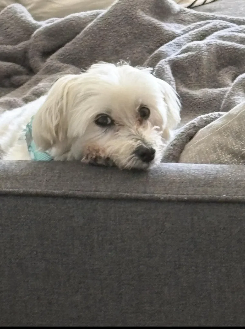 Lulu Maltese thumbnail 2