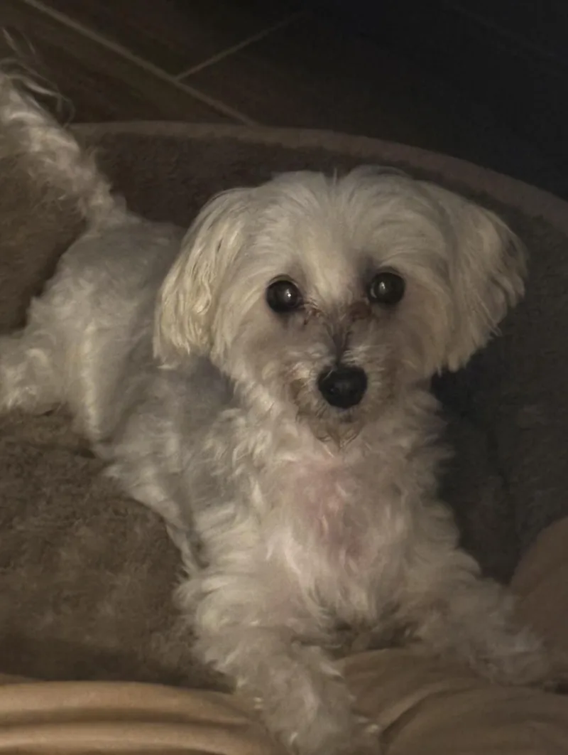 Lulu Maltese thumbnail 3