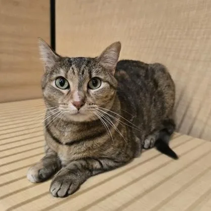 An adult medium-sized female Torbie Domestic Short Hair cat named Ellie for adoption in Warr Acres, OK