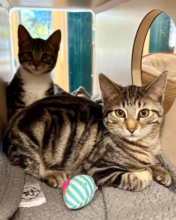 A baby small-sized male Domestic Short Hair cat named Lincoln for adoption in Novato, CA