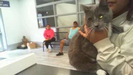 An adult medium-sized male Domestic Short Hair cat named Tux for adoption in Charlotte, NC