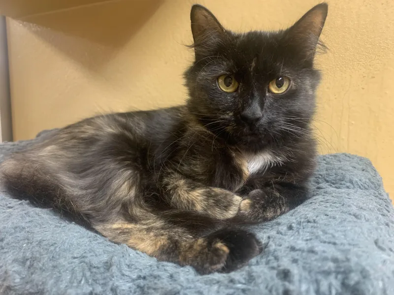 Stella