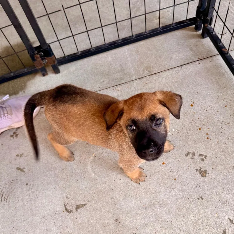A baby small-sized female Yellow / Tan / Blond / Fawn Black Mouth Cur dog named Jolie for adoption in Deerfield, IL