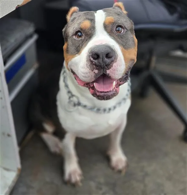 An adult large-sized male Mixed Breed dog named Kevlar for adoption in Dallas, TX