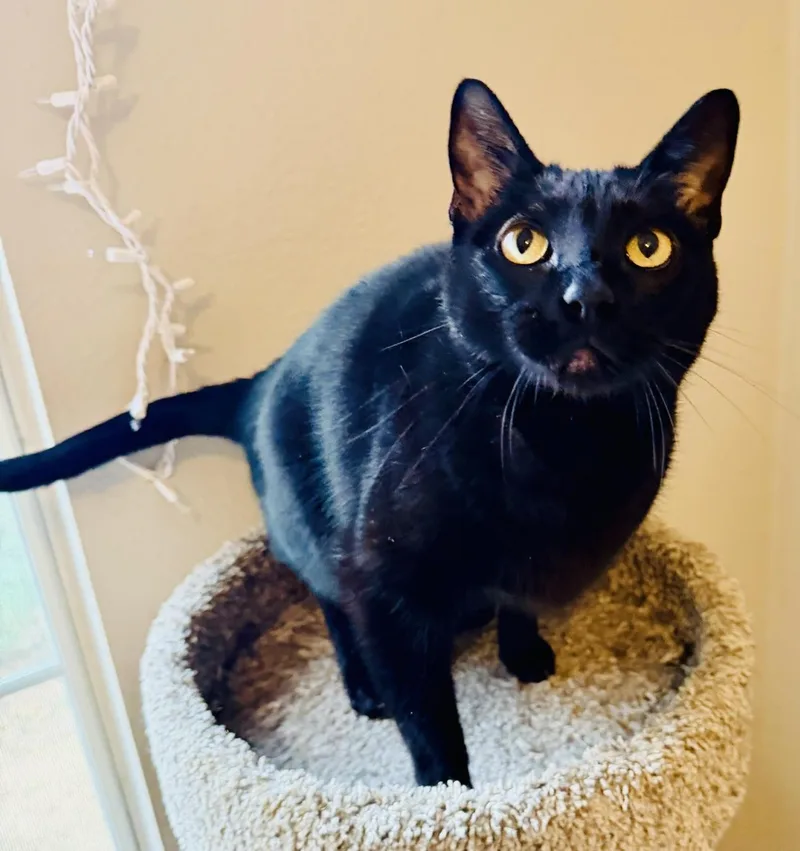 A senior medium-sized male Black Burmese cat named Winston for adoption in Bertram, TX