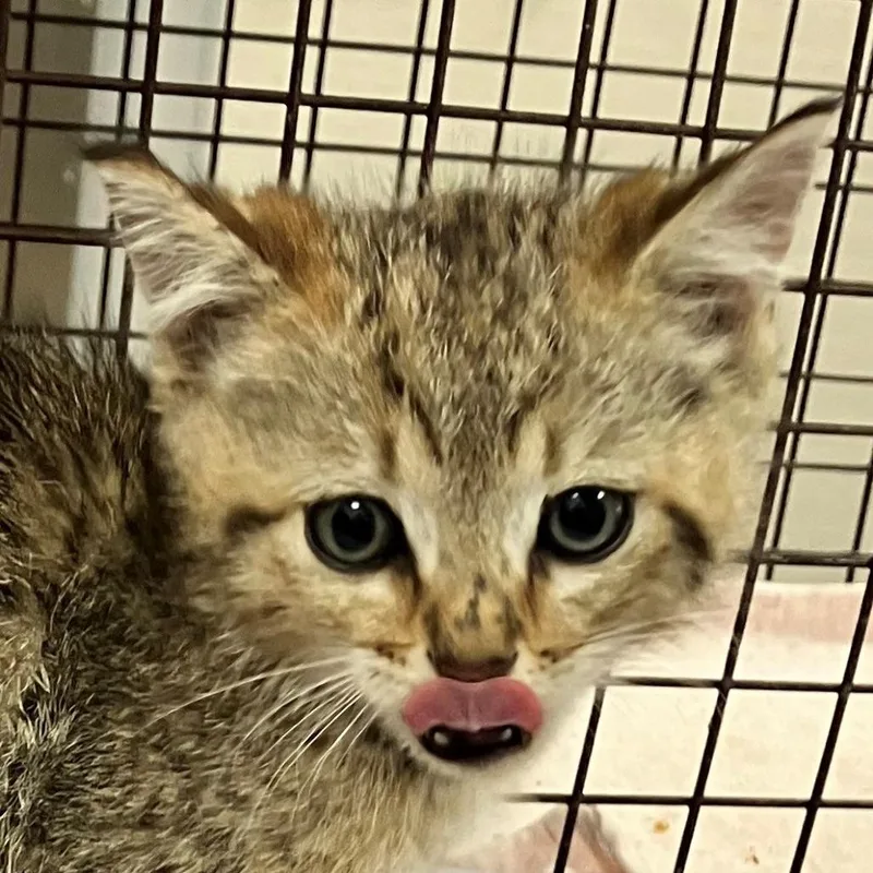 A baby small-sized male Brown / Chocolate Domestic Short Hair cat named Rumplestilskin for adoption in Las Cruces, NM