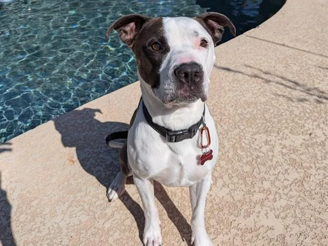An adult medium-sized male Pit Bull Terrier dog named Wiley for adoption in Phoenix, AZ