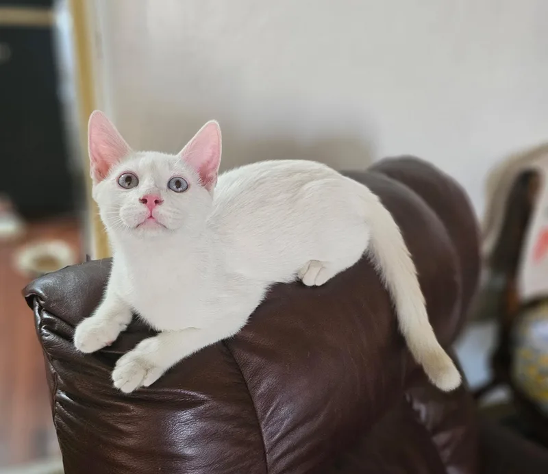A baby medium-sized female Gray / Blue / Silver Tabby cat named Star for adoption in Mission Viejo, CA