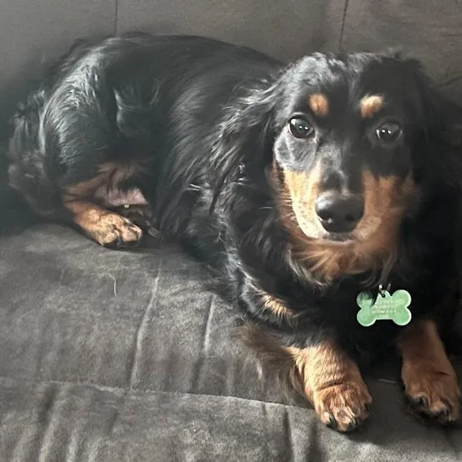 An adult small-sized female Dachshund (Long Haired) dog named Riley for adoption in Toledo, OH