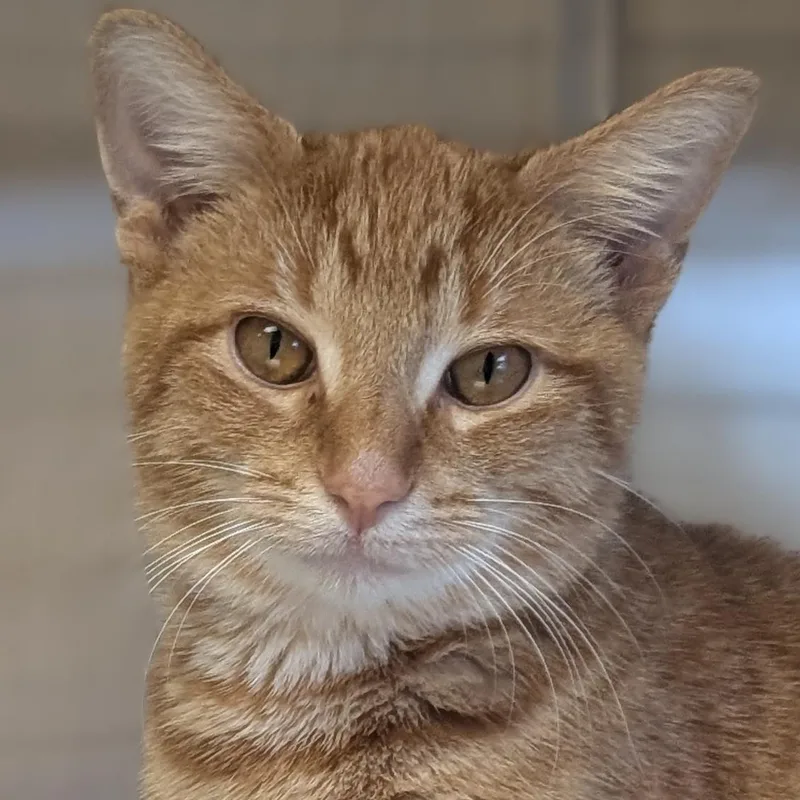 A young medium-sized male Tabby (Orange / Red) Domestic Short Hair cat named Nimoy for adoption in Jefferson, WI