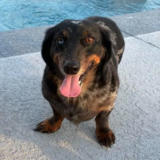 An adult small-sized male Dachshund dog named Mia & Sebastian for adoption in Eustis, FL