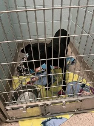 A young medium-sized female Labrador Retriever dog named La Brea for adoption in Fishers, IN