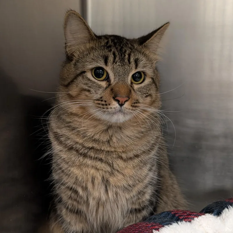 A young large-sized male Brown / Chocolate Domestic Medium Hair cat named Wybie for adoption in Titusville, FL